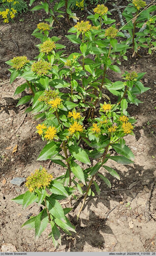Phedimus aizoon (rozchodnik gruby)