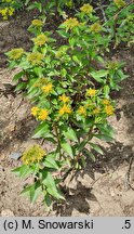 Phedimus aizoon (rozchodnik gruby)