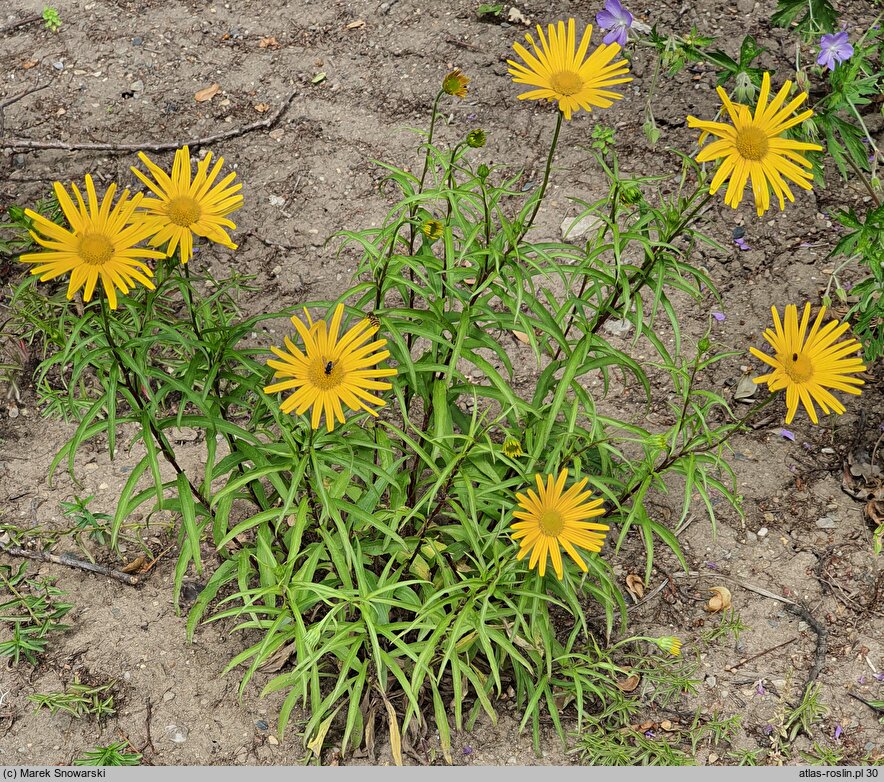 Buphthalmum salicifolium Dora