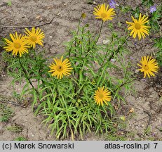 Buphthalmum salicifolium Dora