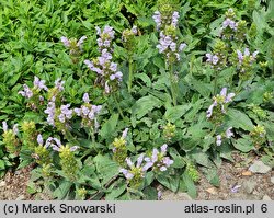 Prunella grandiflora Light Blue