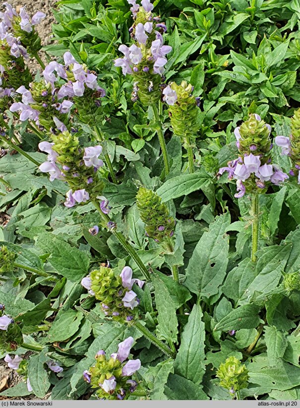 Prunella grandiflora Light Blue