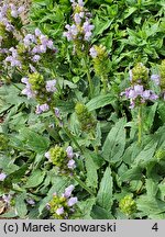 Prunella grandiflora Light Blue