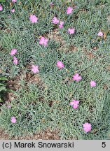 Dianthus Theresa