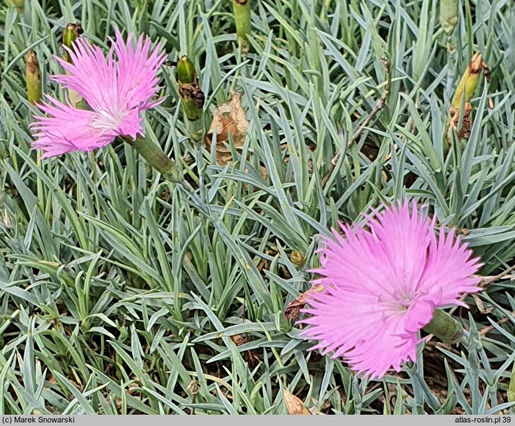 Dianthus Theresa