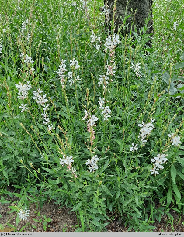 Gaura lindheimeri Sparkle White