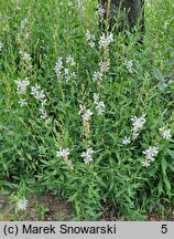 Gaura lindheimeri Sparkle White