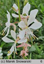 Gaura lindheimeri Sparkle White