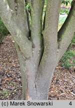 Zelkova serrata Variegata