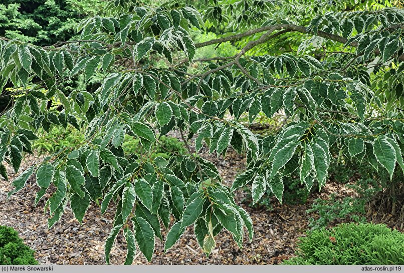 Zelkova serrata Variegata