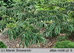 Zelkova serrata Variegata