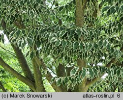 Zelkova serrata Variegata