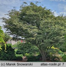 Zelkova serrata Variegata