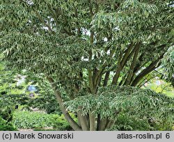 Zelkova serrata Variegata