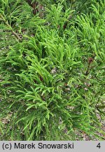 Cryptomeria japonica Hungarian Gold