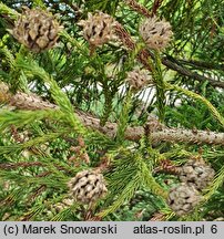 Cryptomeria japonica Hungarian Gold