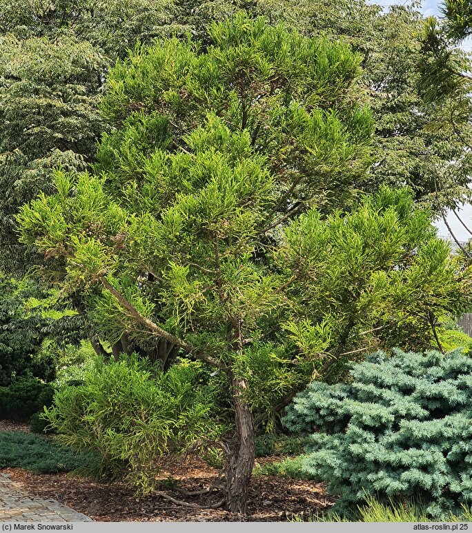 Cryptomeria japonica Hungarian Gold