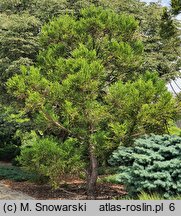 Cryptomeria japonica Hungarian Gold