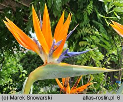 Strelitzia reginae (strelicja królewska)