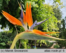 Strelitzia reginae (strelicja królewska)