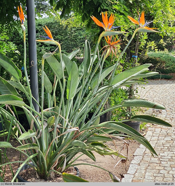 Strelitzia reginae (strelicja królewska)