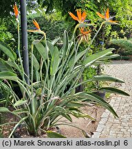 Strelitzia reginae (strelicja królewska)