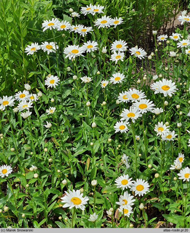 Leucanthemum ×superbum Juno