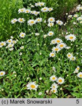 Leucanthemum ×superbum Juno