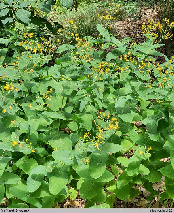 Hypericum bupleuroides