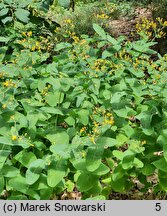 Hypericum bupleuroides