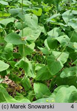 Hypericum bupleuroides