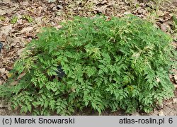 Aruncus Sommeranfang