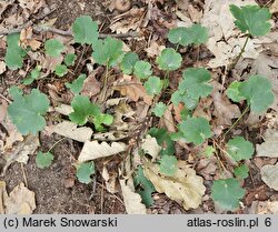 Heuchera grossularifolia (żurawka agrestolistna)