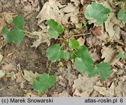 Heuchera grossularifolia (żurawka agrestolistna)