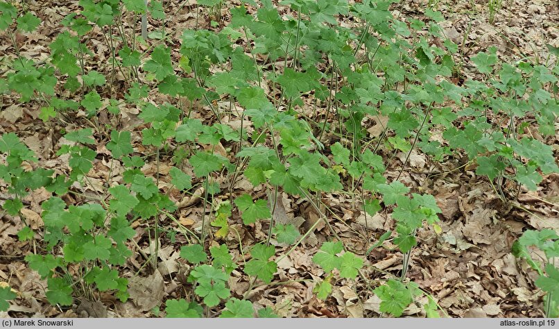 Geranium thunbergii (bodziszek Thunberga)