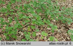 Geranium thunbergii (bodziszek Thunberga)