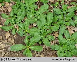 Wulfenia carinthiaca (wulfenia karyncka)