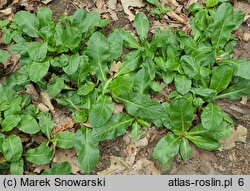 Wulfenia carinthiaca (wulfenia karyncka)