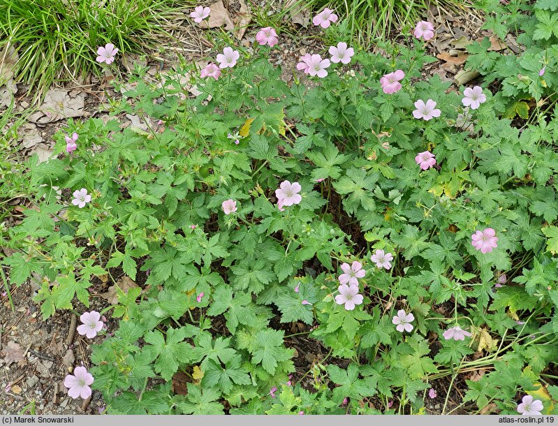 Geranium ×oxonianum Wargrave Pink