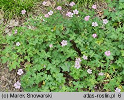 Geranium ×oxonianum Wargrave Pink