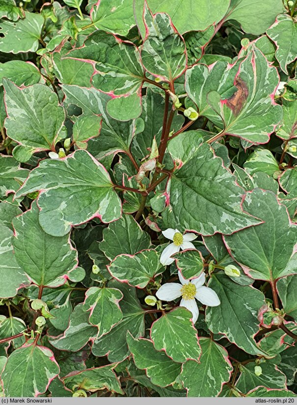 Houttuynia cordata Fantasy