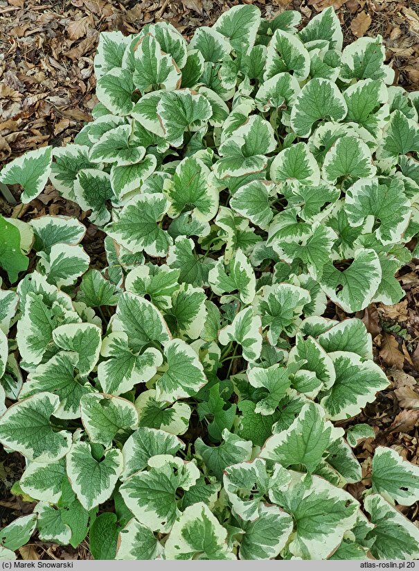 Brunnera macrophylla Dawson's White