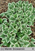 Brunnera macrophylla Dawson's White