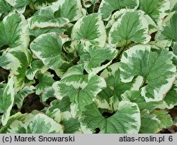 Brunnera macrophylla Dawson's White