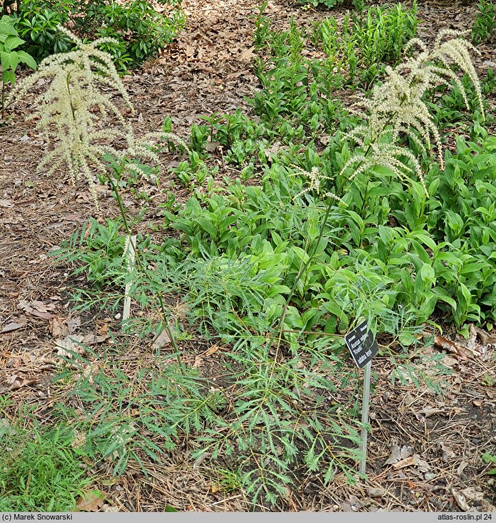 Aruncus vulgaris Kneifii