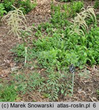 Aruncus vulgaris Kneifii