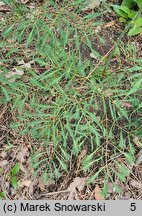 Aruncus vulgaris Kneifii