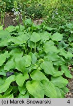 Hosta longipes (funkia długoszypułkowa)