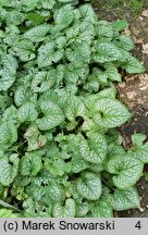 Brunnera macrophylla Mr. Morse