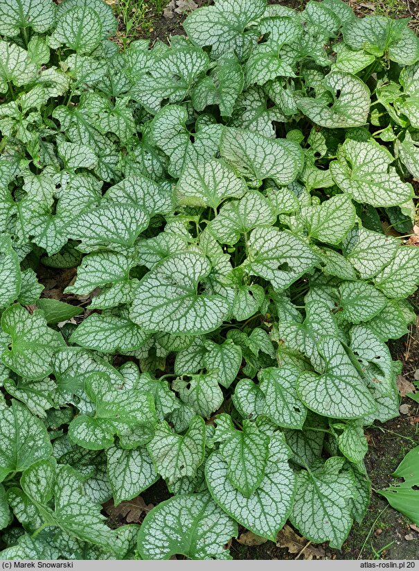 Brunnera macrophylla Mr. Morse